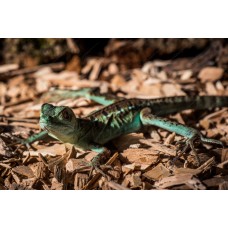 Basilisco esmeralda de doble cresta - Basiliscus plumifrons (Medianos )